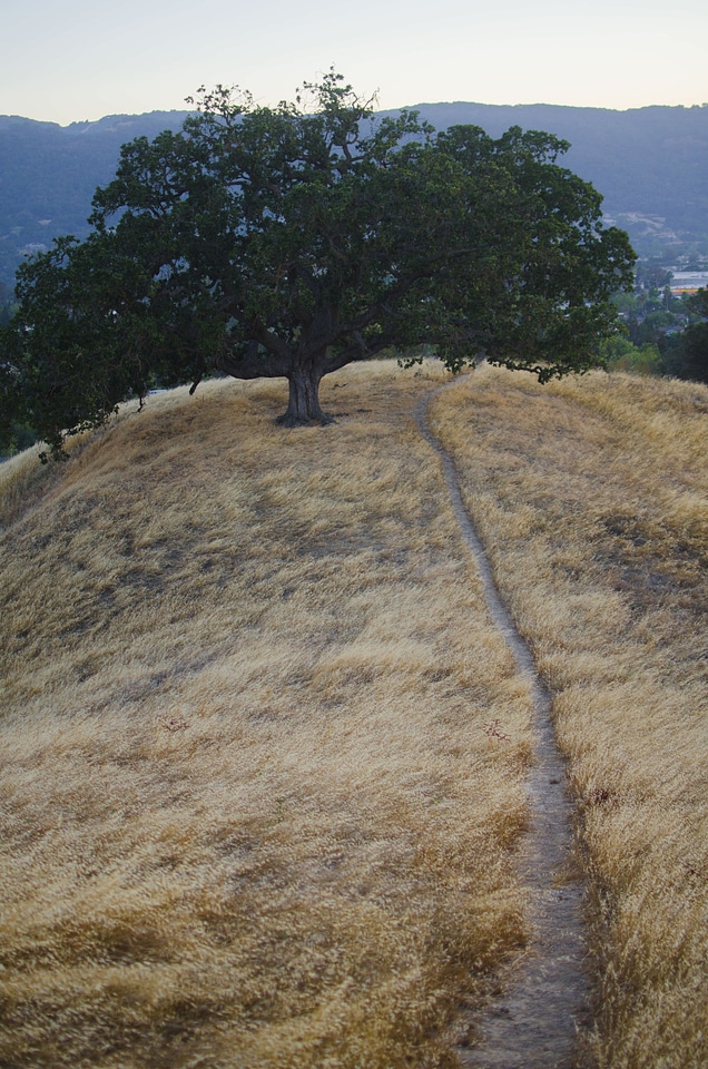 Brown field grass