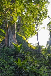 Green jungle land photo