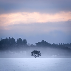 Dawn dusk fog photo