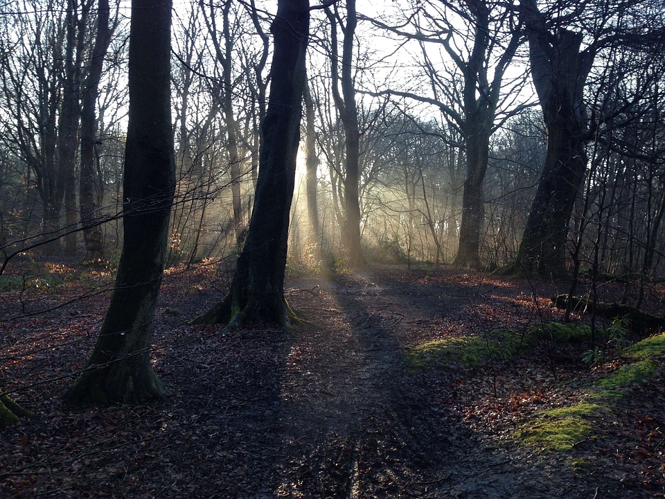 Branches flare forest