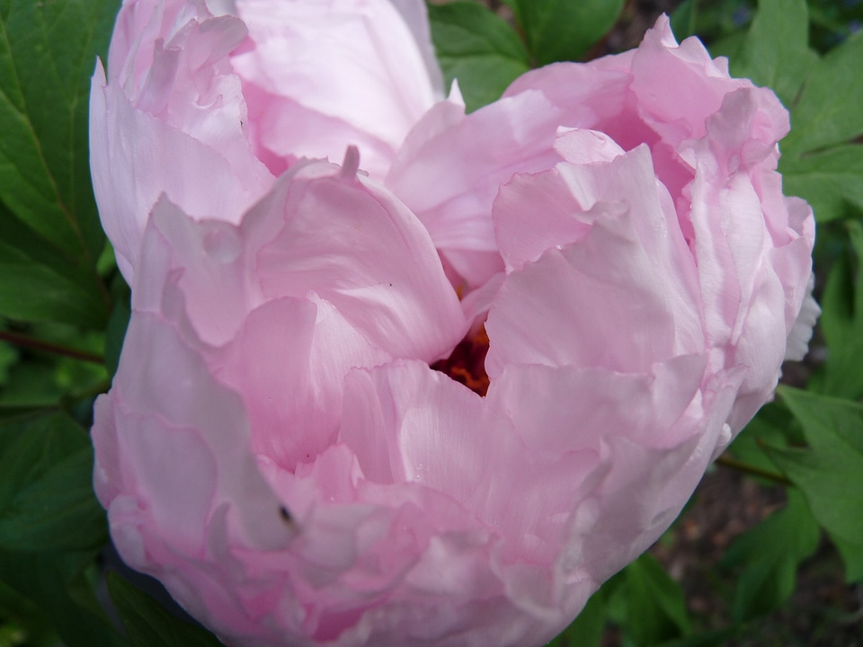 Tender garden summer