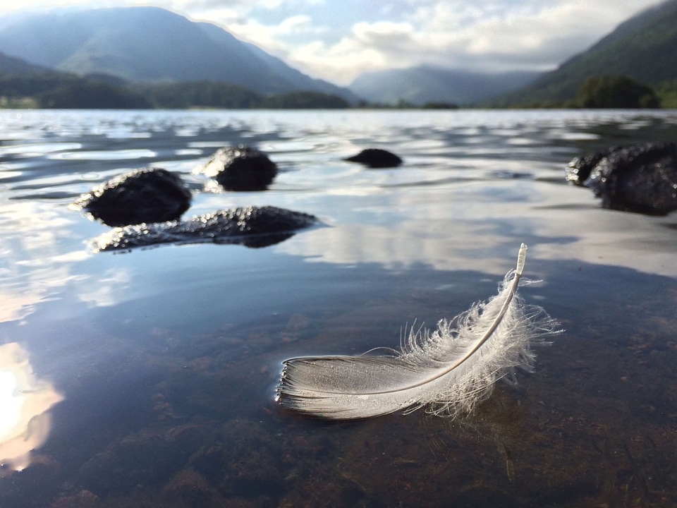 Animal bird feather