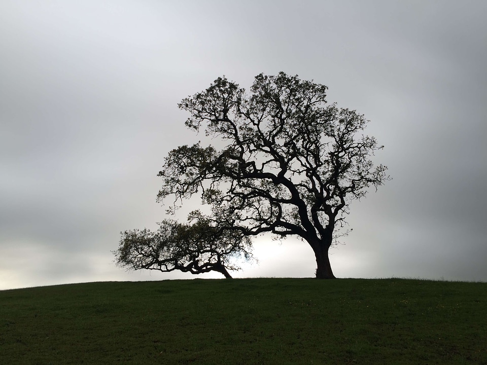 Centered field gray