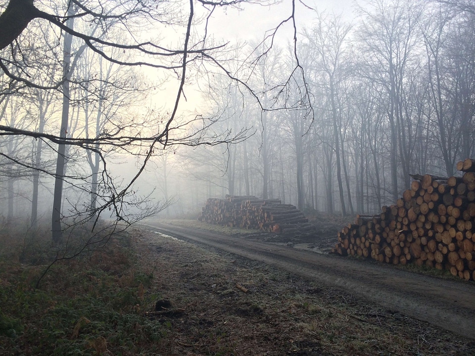 Dirt Road fog forest