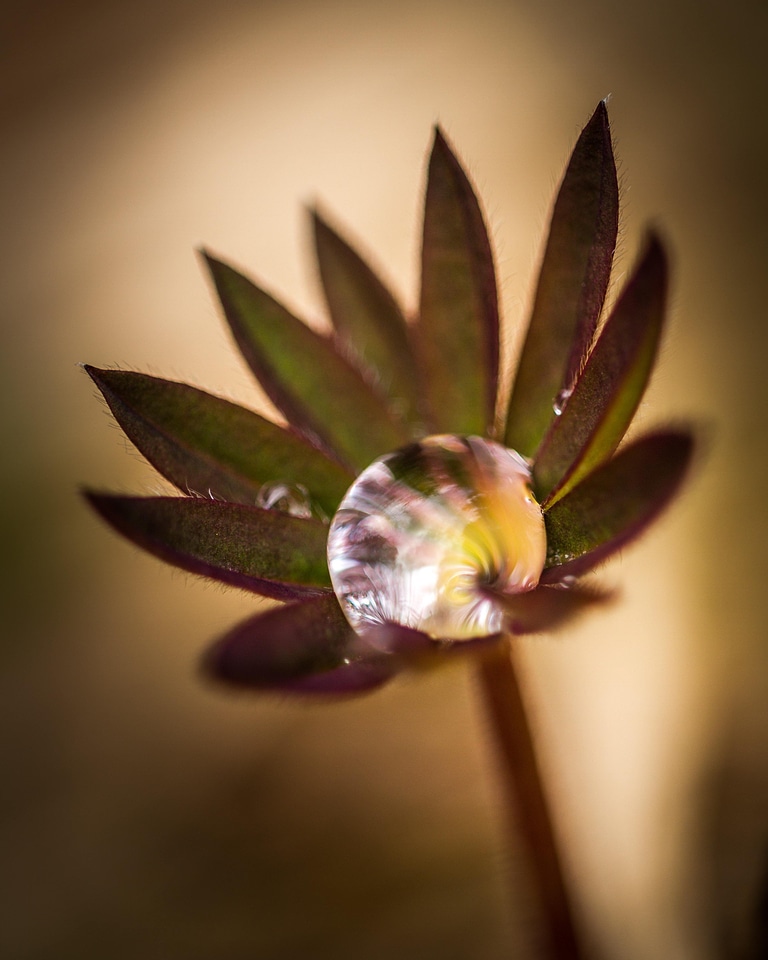 Animal blossom closeup