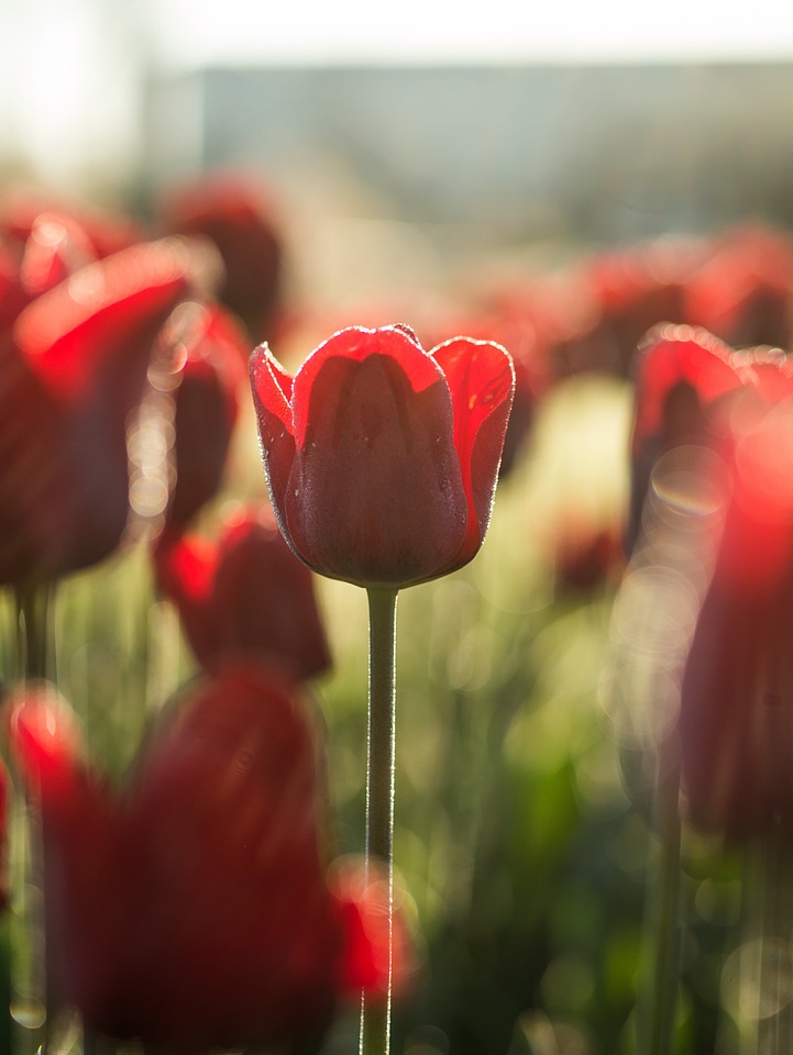 Blossom field floral
