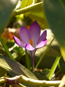 Plant blossom bloom