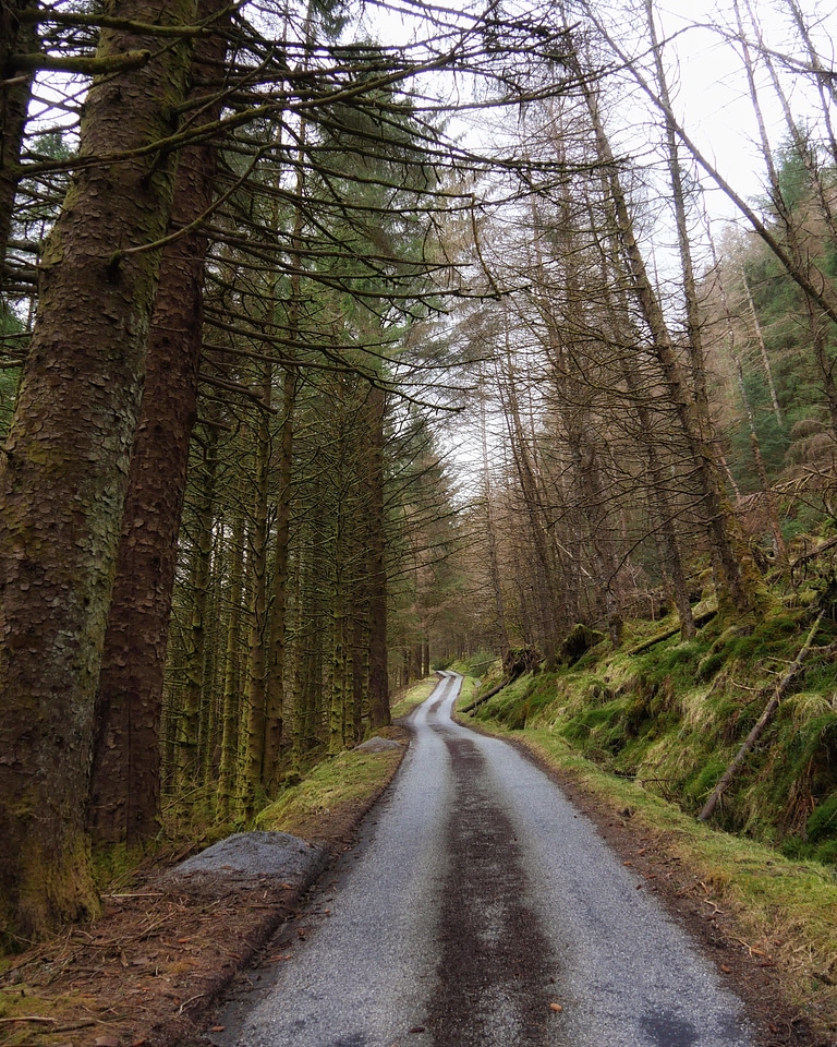 Abies asphalt dirt road