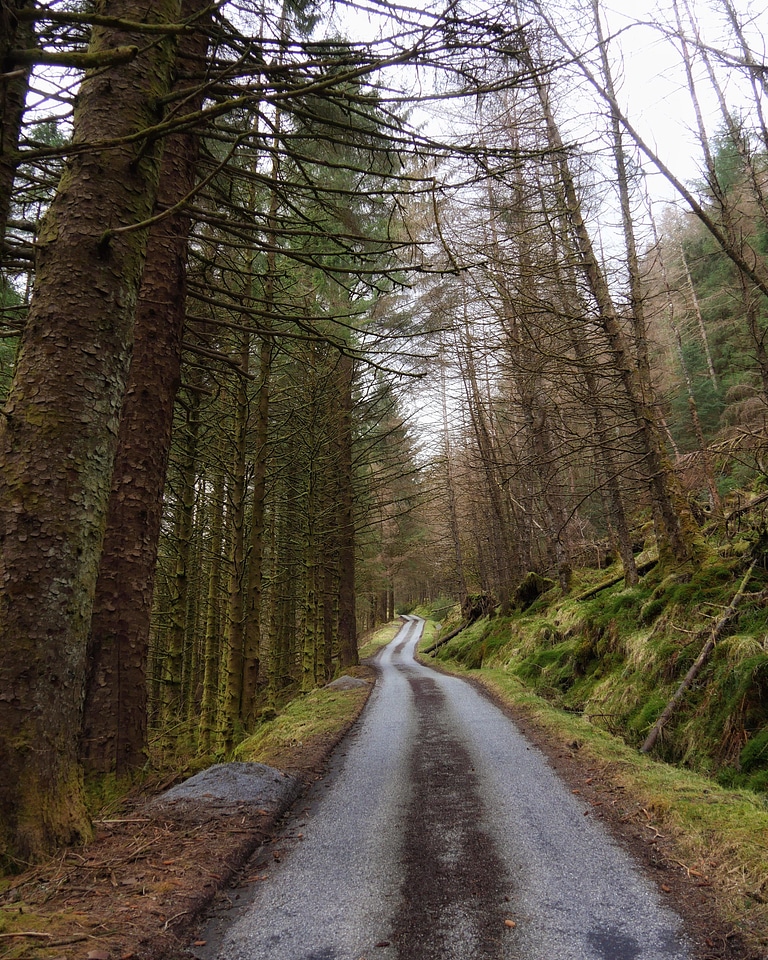 Abies asphalt dirt road photo