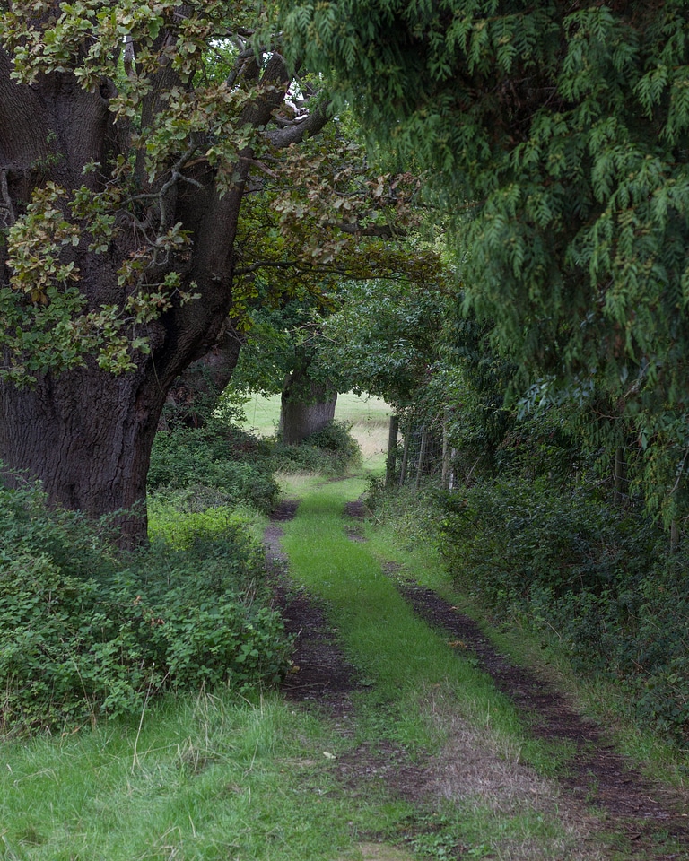 Forest grass green photo