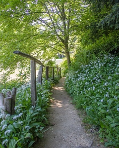 Arbour flowers garden