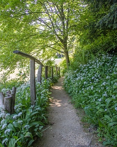 Arbour flowers garden photo