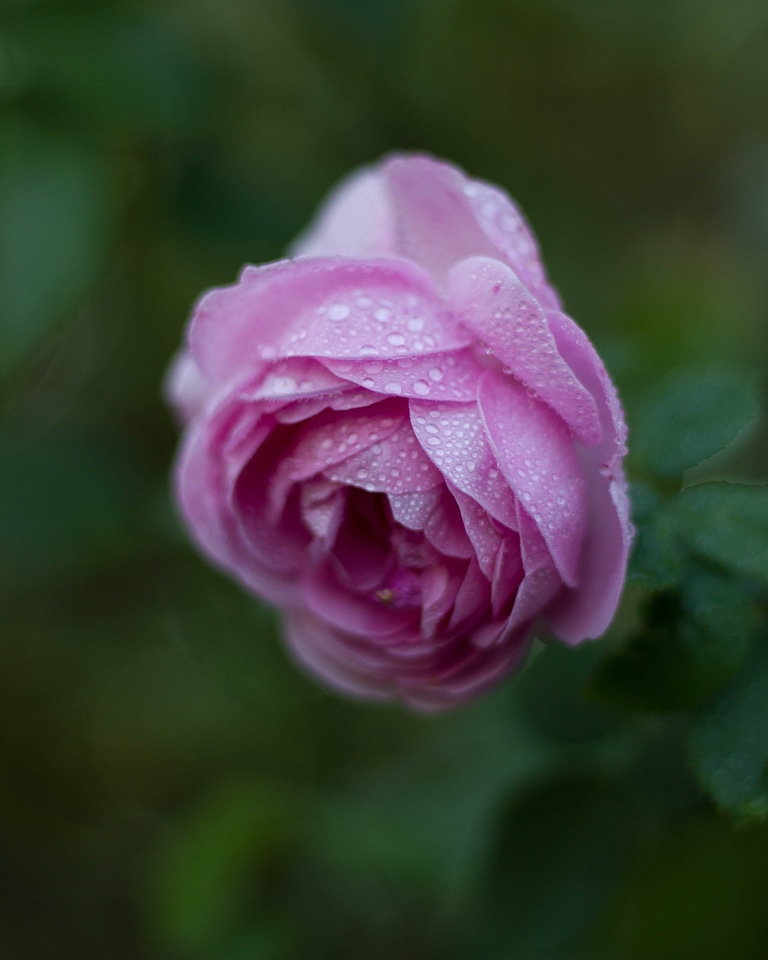 Blossom closeup floral