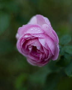 Blossom closeup floral photo