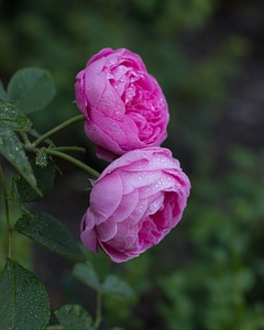 Blossom floral flower