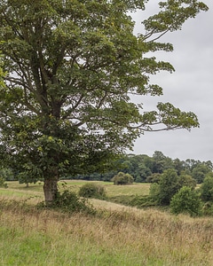 Cloudy field grass photo