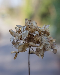 Animal autumn blossom