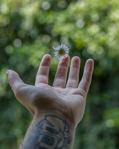 Blossom closeup daisies