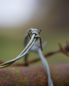 Animal barb wire barbed wire photo