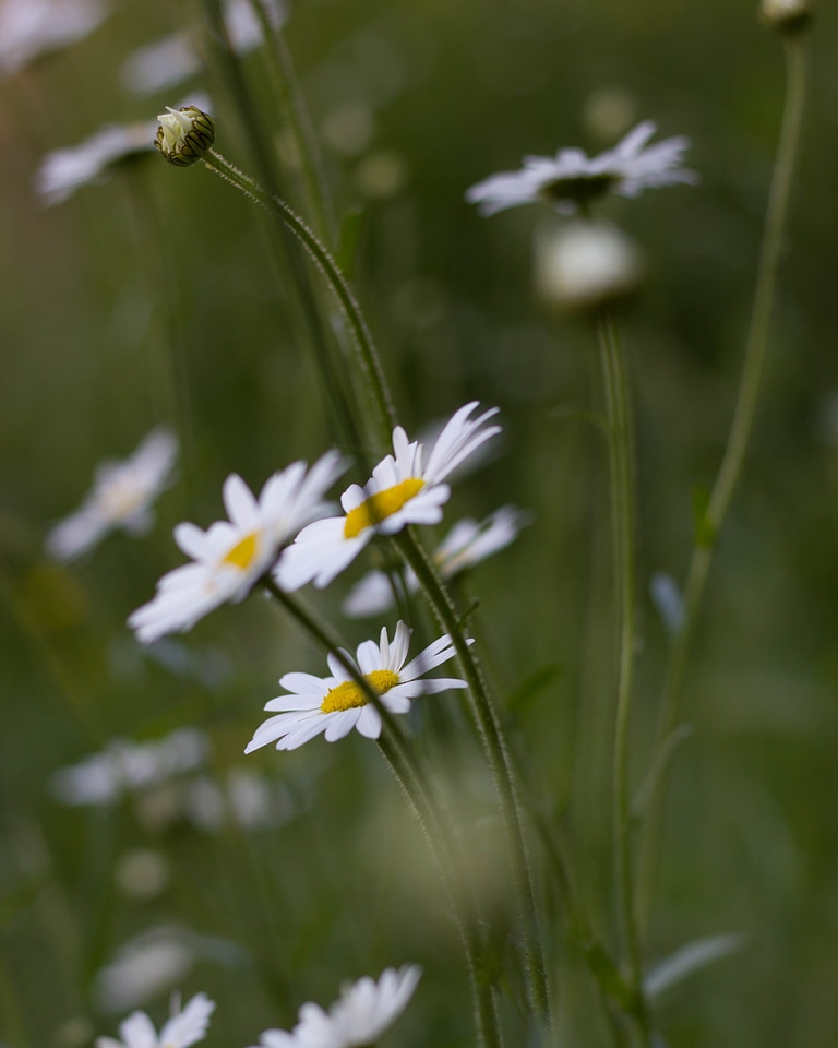 Blossom closeup daisies
