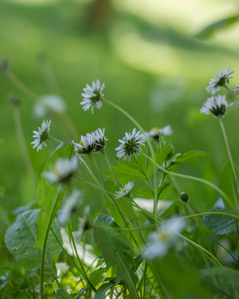 Aster blossom closeup photo