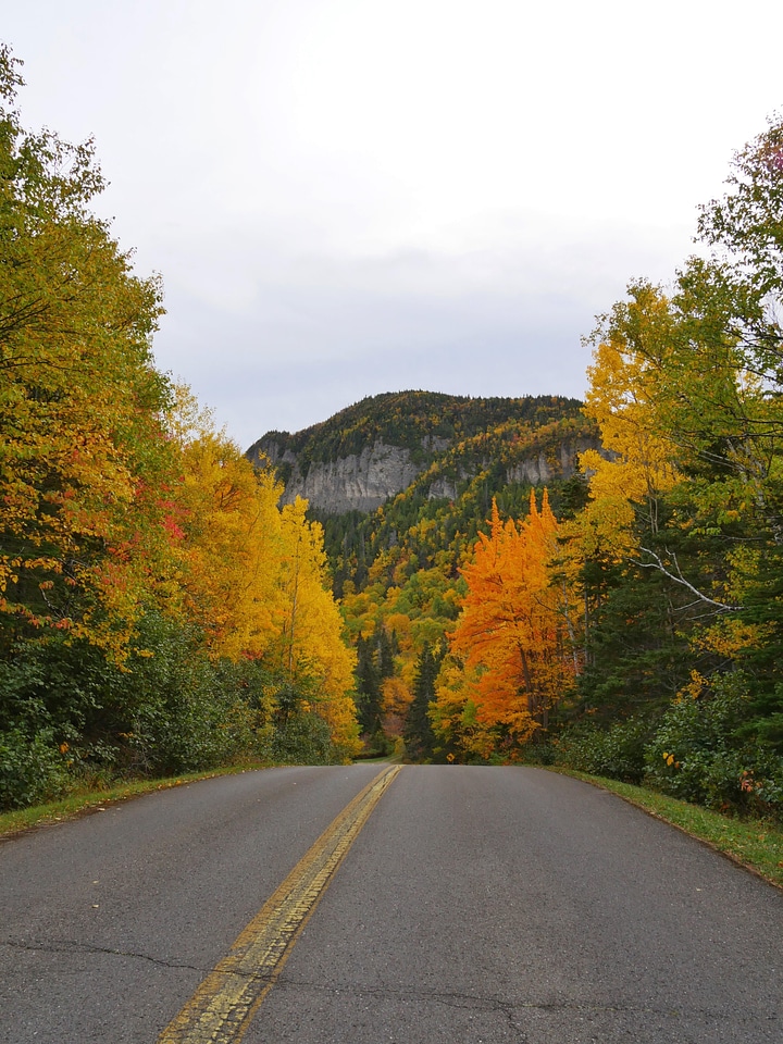 Abies asphalt autumn