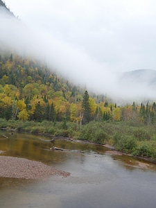 Abies autumn conifer photo