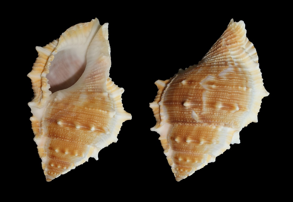 Shell seashell mother of pearl