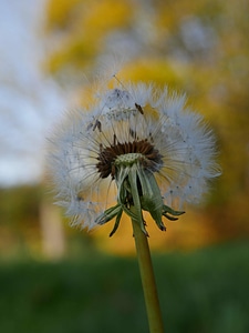 Blossom close up dand