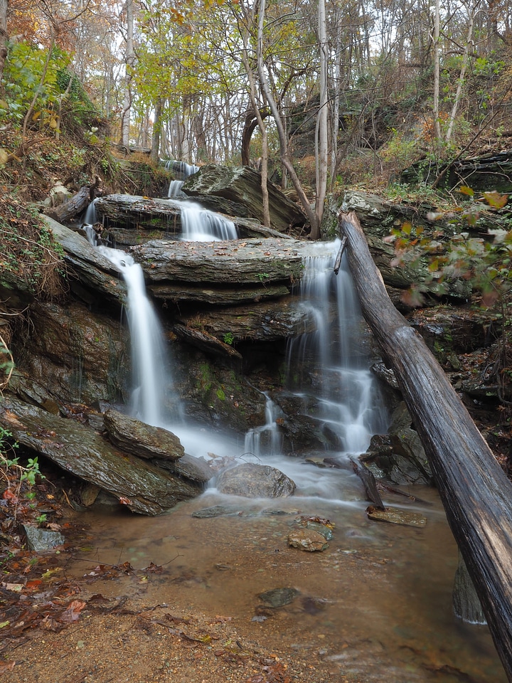 Animal creek nature