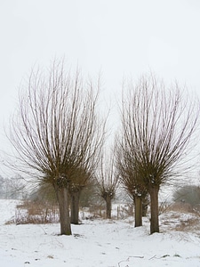 Blizzard branches dead trees photo