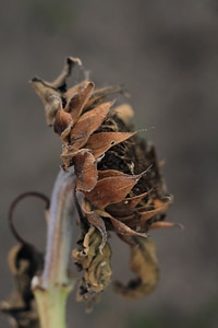 Animal insect invertebrate