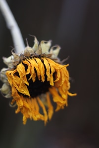 Animal bird blossom
