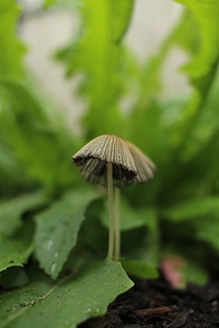 Agaric amanita fungus photo