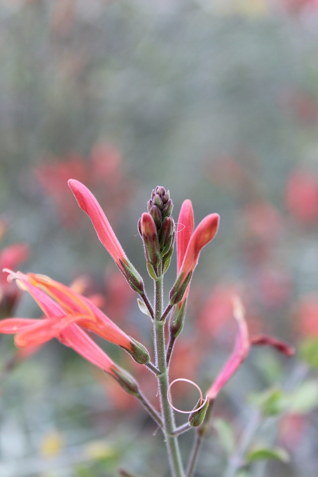 Acanthaceae blossom bud