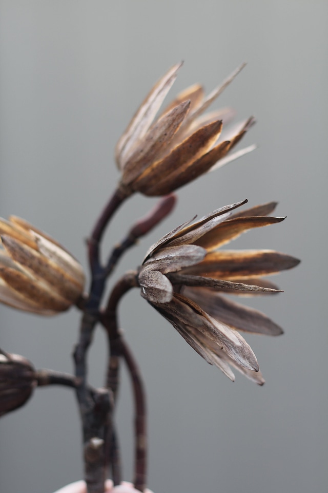 Animal bird blossom