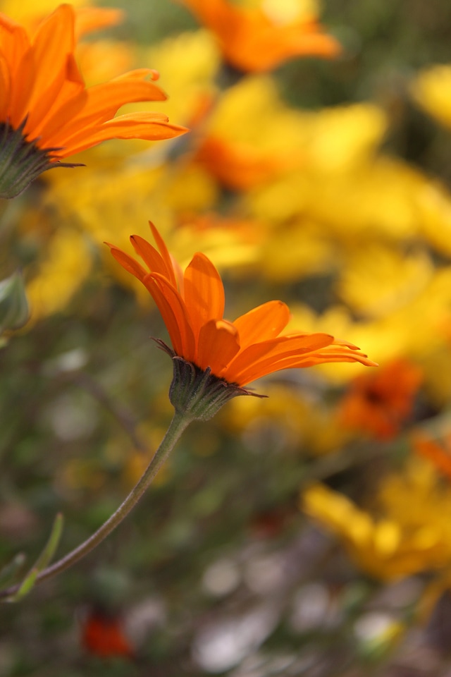 Blossom daisies daisy