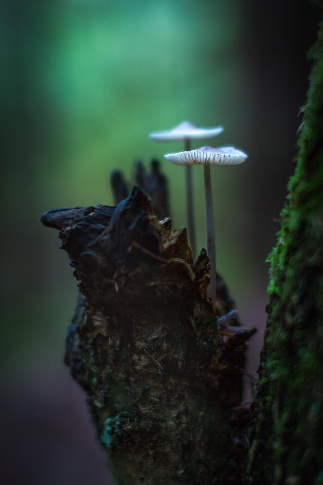 Agaric amanita emerald