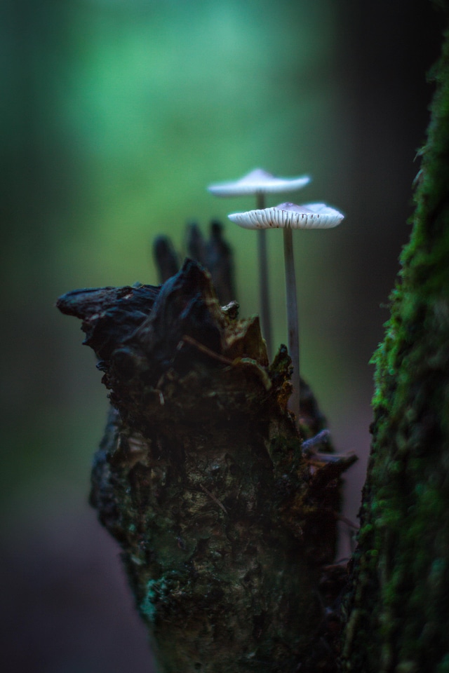 Agaric amanita emerald photo