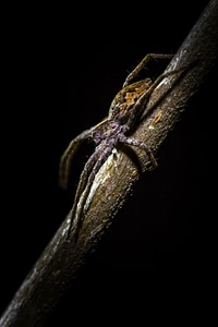 Animal arachnid bug