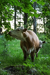 Animal bovine brown photo
