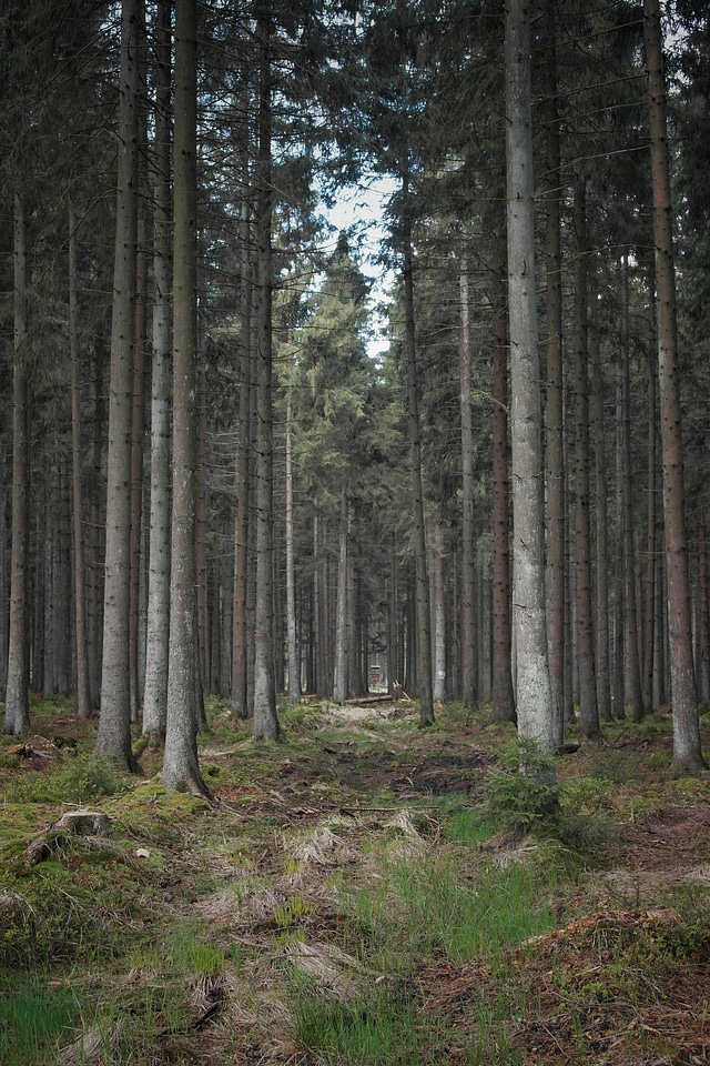 Clearing forest green