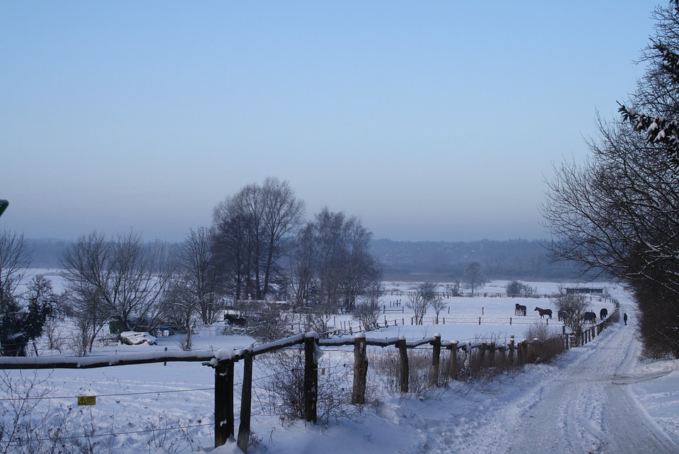 Snow coupling horses