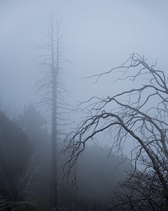 Branches fog gray photo