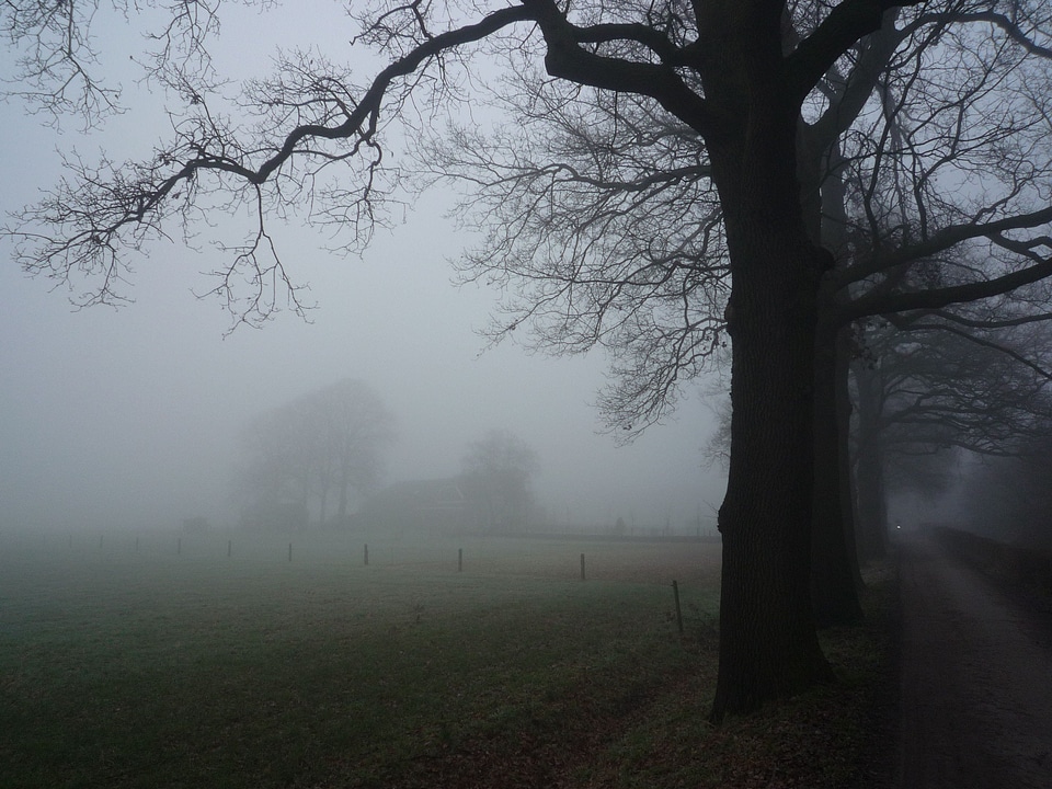 Fog mist nature