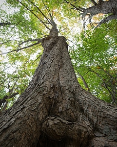 Plant tree tree trunk
