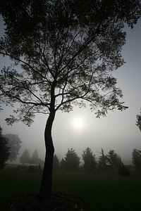 Fog nature outdoors
