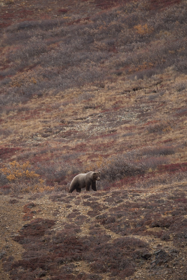 Animal bear brown