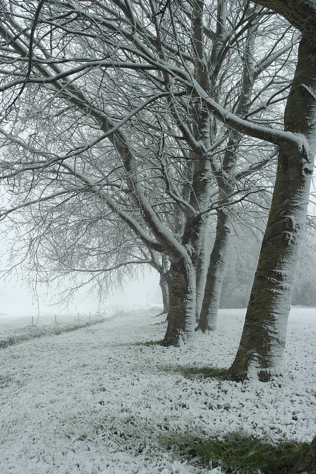 Blizzard branches frozen