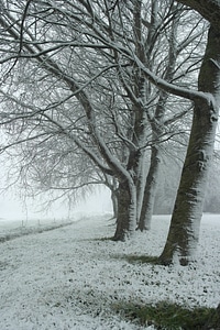 Blizzard branches frozen photo